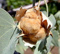 Buah kapas dari G. tomentosum