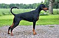 Dobermann: 245 psi (17,5 kg/cm2)