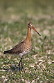 Nigravosta limozo, Limosa limosa