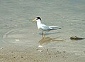 Least Tern at Lake Jackson (Tallahassee, Florida), May 2004.