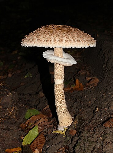 Гриб-зонтик пёстрый (Macrolepiota procera)