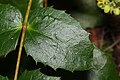 Mahonia nervosa