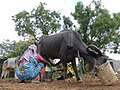 Een waterbuffel wordt met de hand gemolken in India
