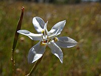 Moraea viscaria