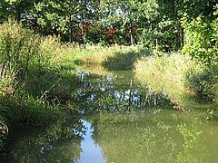 Schleißheimer Kanal kurz vor dem Abknicken nach Westen bei Dirnismaning