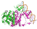 Thumbnail for Peroxisome proliferator-activated receptor gamma