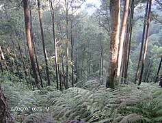 Monzónico Am Parque nacional Cusuco