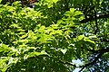 Phellodendron amurense foliage