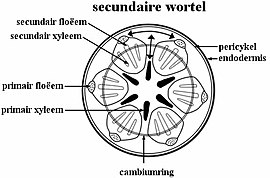 Schematische dwarsdoorsnede