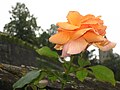 Rosa cultivar