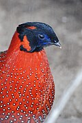 Satyrtragopan (Tragopan satyra)