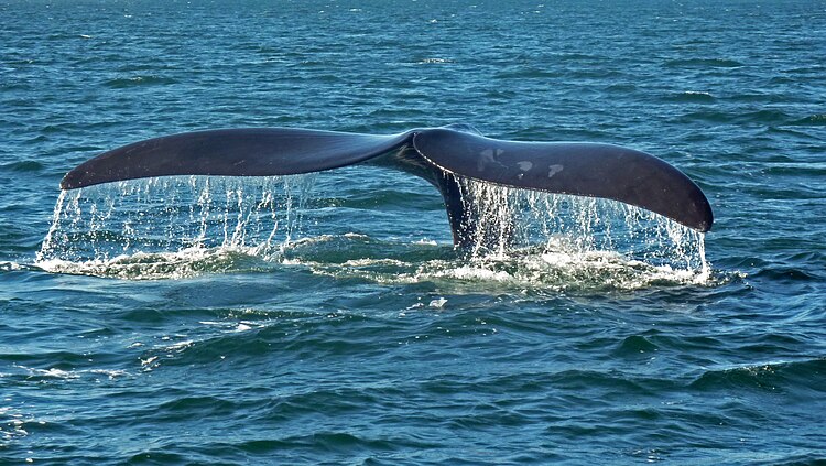 Хвостовой плавник южного гладкого кита (Eubalaena australis), полуостров Вальдес, Аргентина