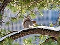 Image 41Eastern gray squirrel in Central Park