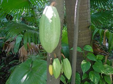 Frutos de Theobroma cacao.