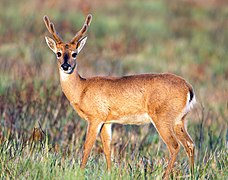 Cerf des pampas (Ozotoceros bezoarticus).