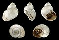 * Nomination Shell of a fossil fresh water snail, Viviparus dactonensis --Llez 05:13, 11 June 2012 (UTC) * Promotion Good quality. --JDP90 08:18, 11 June 2012 (UTC)