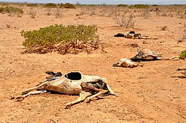 Carcasses de moutons et de chèvres, village de Waridaad, Somalie, 2011