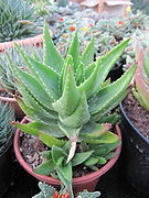 Aloe (6468506809).jpg