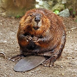 Castor canadensis