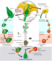 Cicle de vida d'una planta angiosperma.