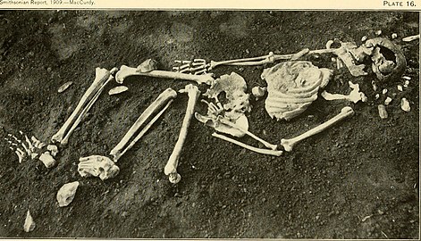 Le squelette (Smithsonian Report, 1909. MacCurdy. Planche 17)