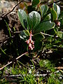 Arctostaphylos uva-ursi