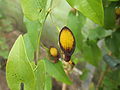 Aristolochia sempervirens