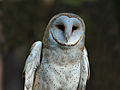 Carolina Raptor Center