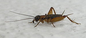 Nemobius sylvestris