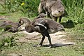 Branta canadensis