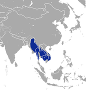 Burmese Hare area.png