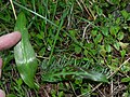 Erythronium oregonum