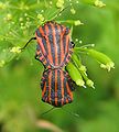 Pentatomidae.