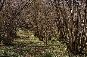 Forest of hazel, Hansta, Stockholm, Sweden