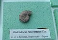 en:Holcodiscus rarecostatus Karakasch, Barremian, en:Brestak, Cr1 3180, (Coll. St. Breskovski) at the en:Sofia University "St. Kliment Ohridski" Museum of Paleontology and Historical Geology