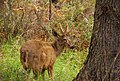 Un cerf du sud andin ou huemul mâle