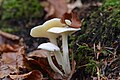 Hygrophorus eburneus