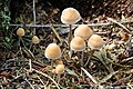 Hypholoma.marginatum