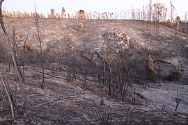 Incendio Valpo 12 abril, inicio Fundo Los Perales, sur camino La Pólvora (13960279872).jpg