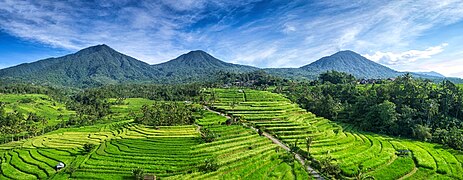 Balinese subaks