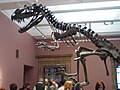 Ceratosaurus