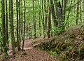 English: Forest hiking trail at the offering rock Deutsch: Waldwanderweg am Opferstein