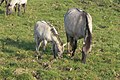 Konik horses.