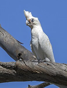 Little corella, by Charlesjsharp