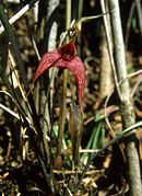 Masdevallia laevis