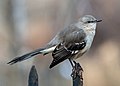 Image 80Northern mockingbird on a fence in Bay Ridge, Brooklyn