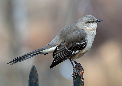 Northern mockingbird