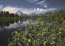 Udsigt over Snake River i Grand Teton National Park med Mount Moran i baggrunden