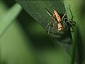 Oxyopidae (Lynx spiders)