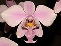 Phalaenopsis schilleriana